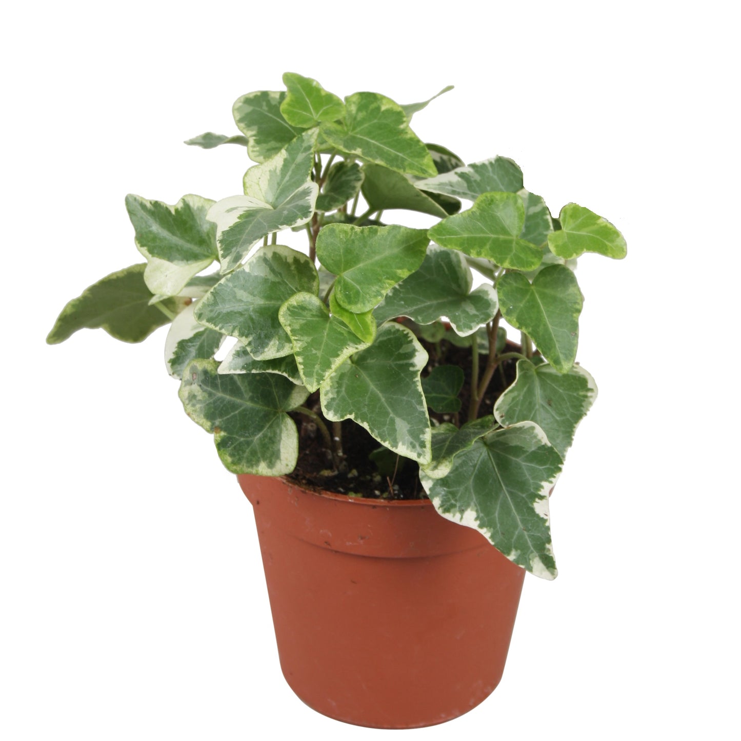 Hedera helix Eva 9cm Pot
