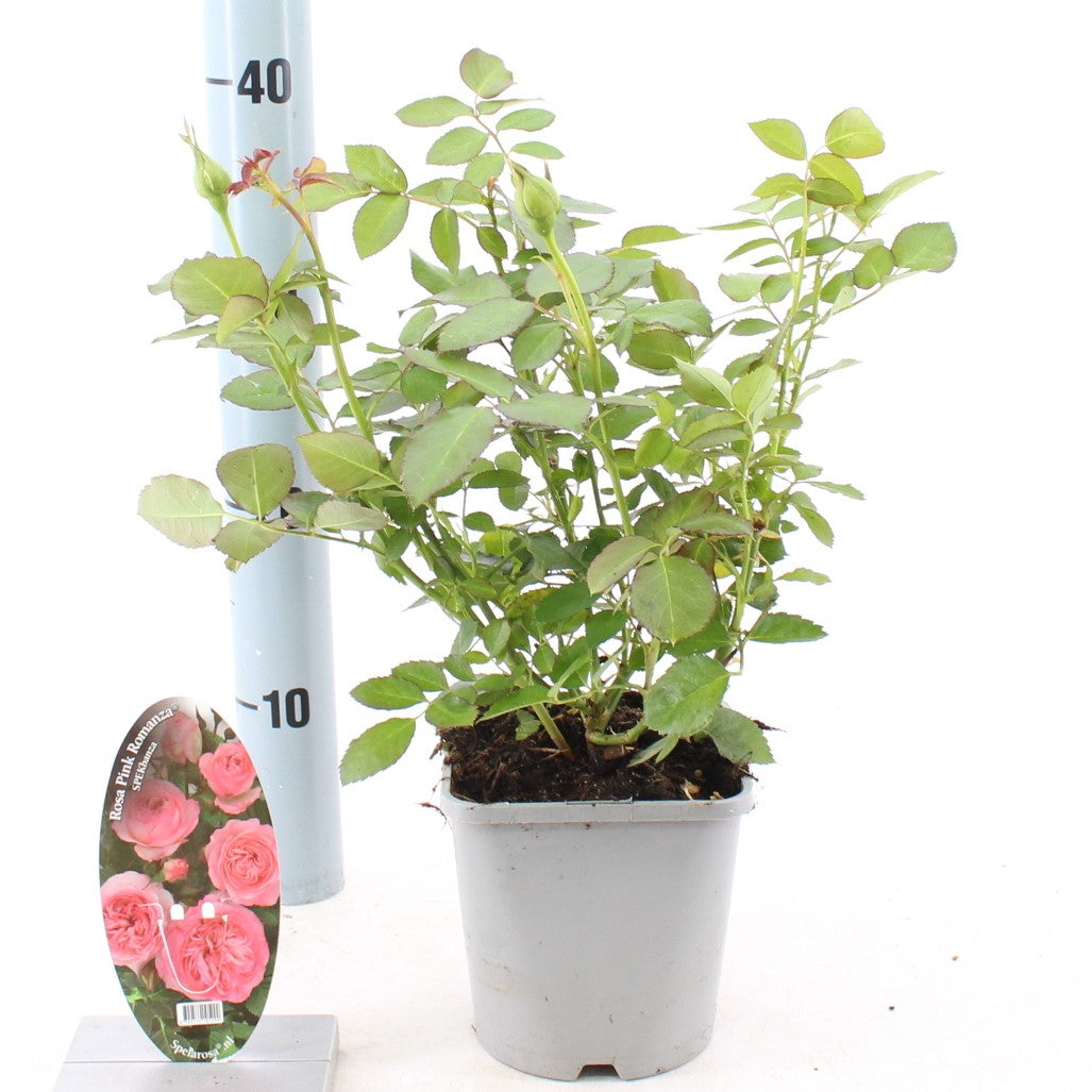 Rosa Hybrid 10cm 14cm Pot