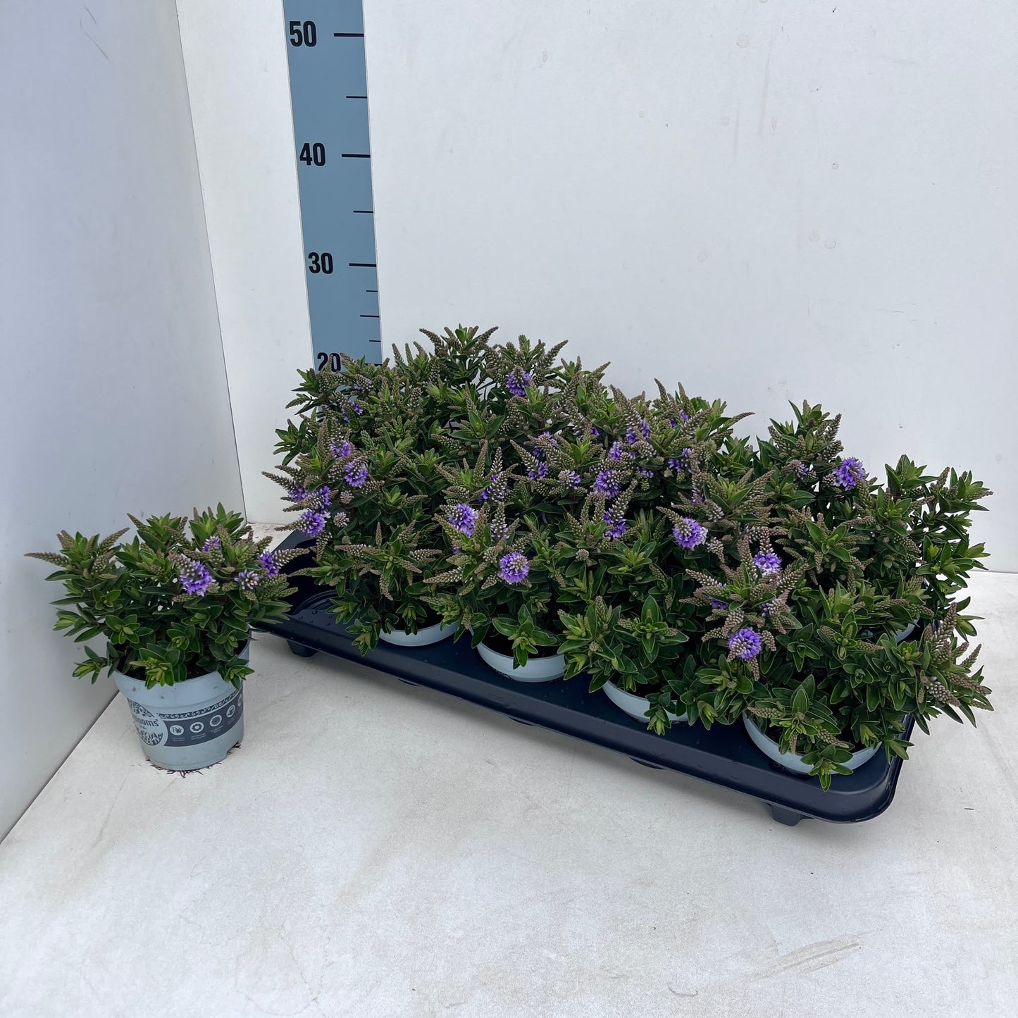 Hebe All Blooms Banila 25cm 510cm Pot