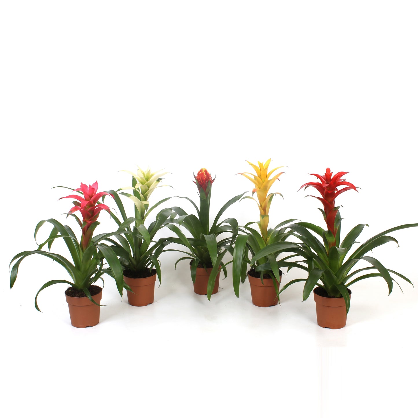 Guzmania mix 45cm 12cm Pot