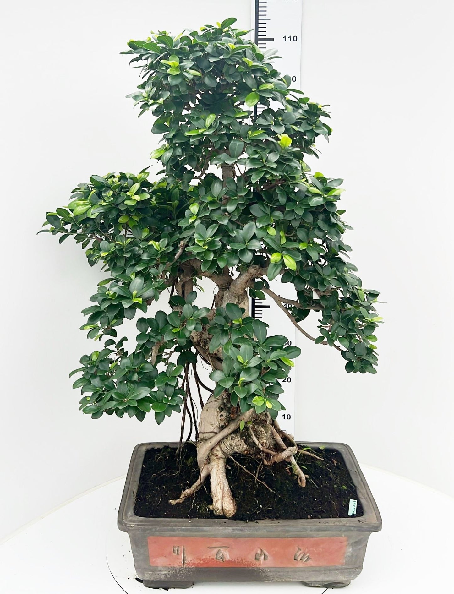 Bonsai Mix 110cm 50cm Pot