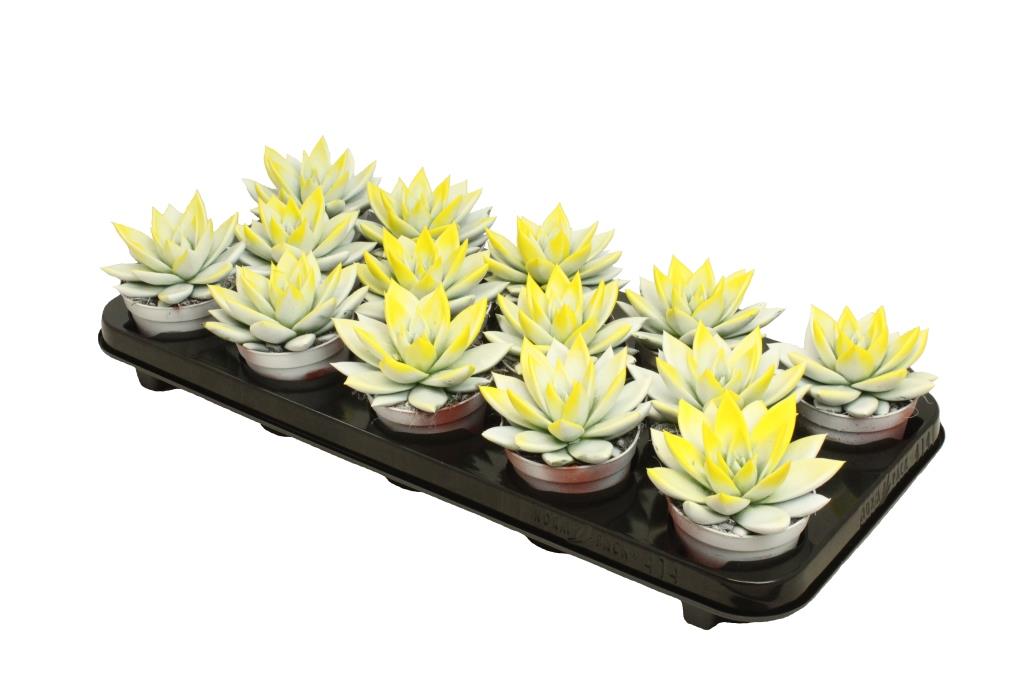 Echeveria colored bicolor white/yellow 11cm 8.5cm Pot