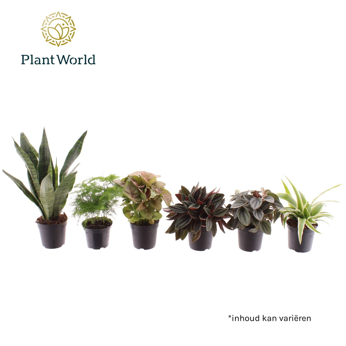 Plantworld Jogrow Miniplanten gemengd op de laag (24 verschillende soorten) Pack of 16