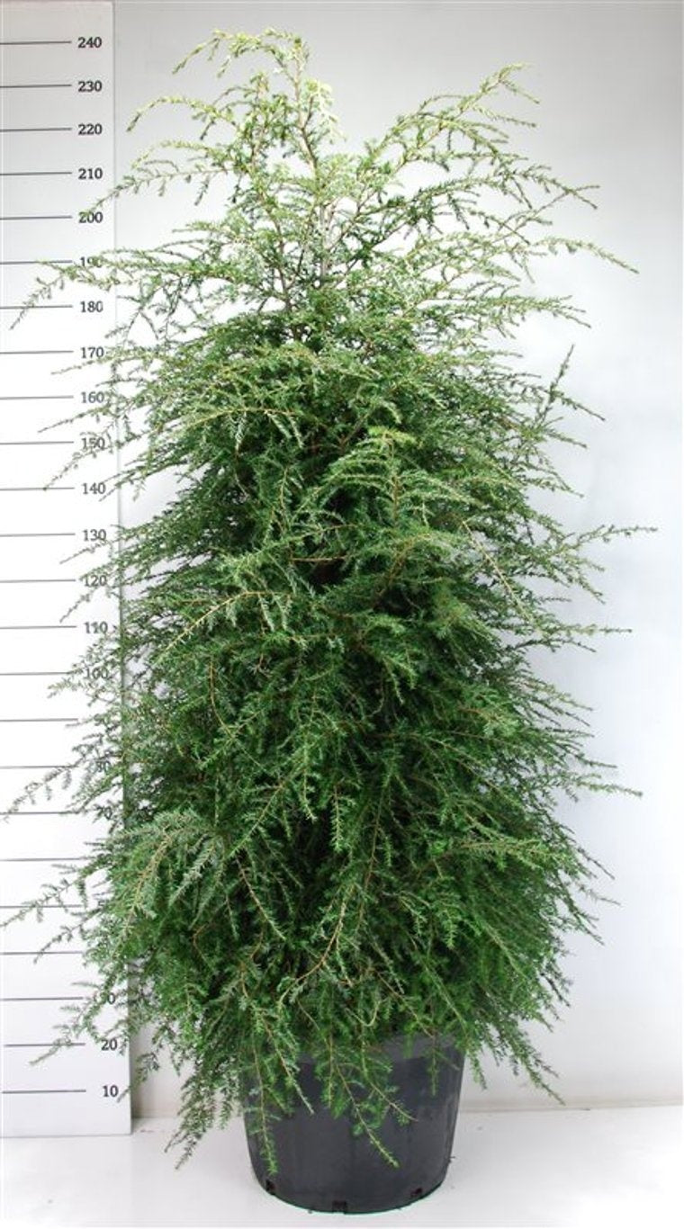 Tsuga canadensis 220cm 54cm Pot
