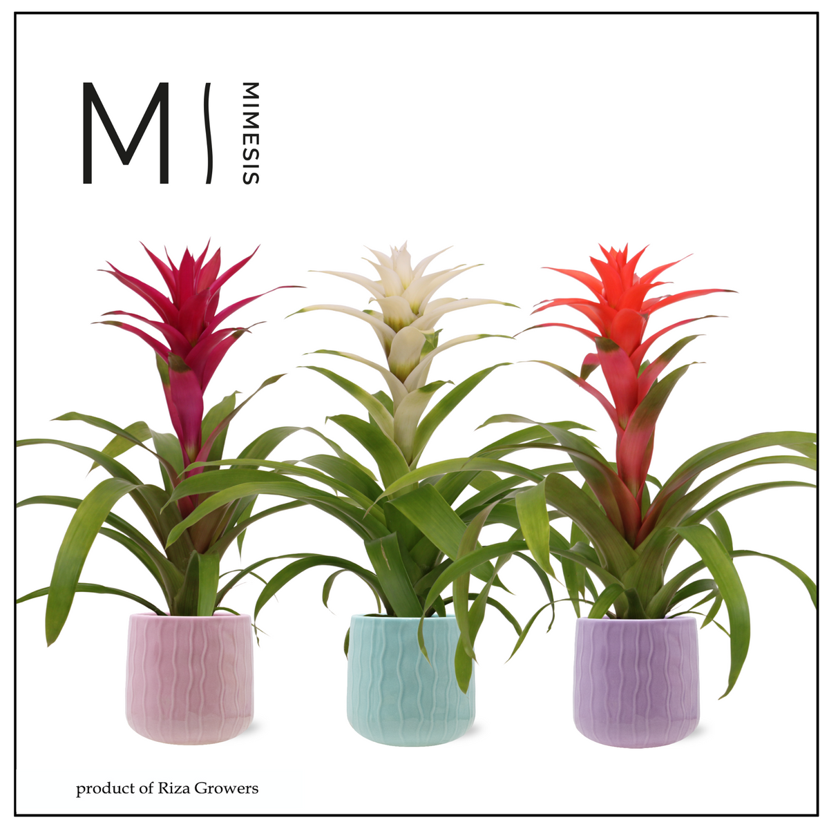 Guzmania mix 45cm 12cm Pot