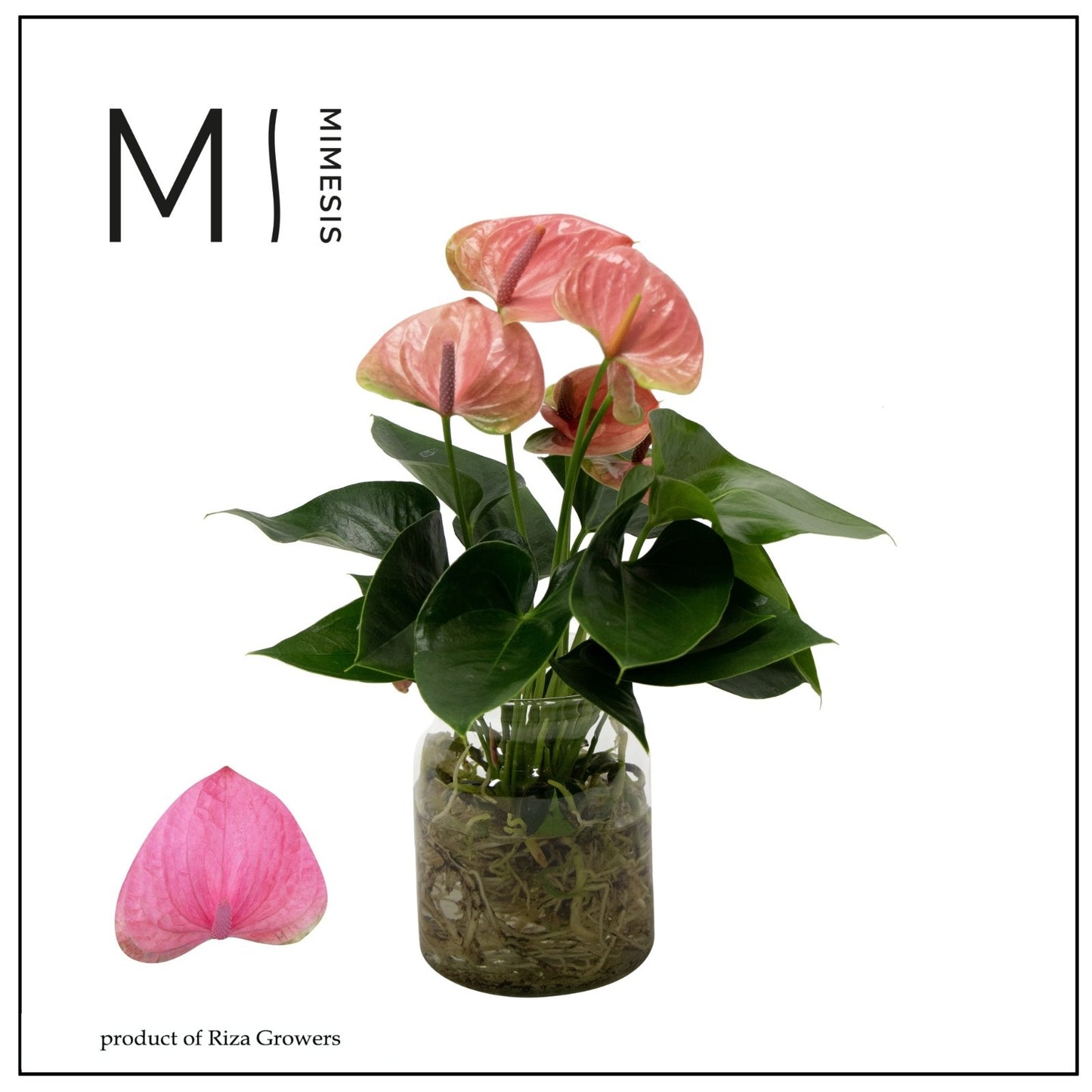 arr. Anthurium 25cm 14cm Pot