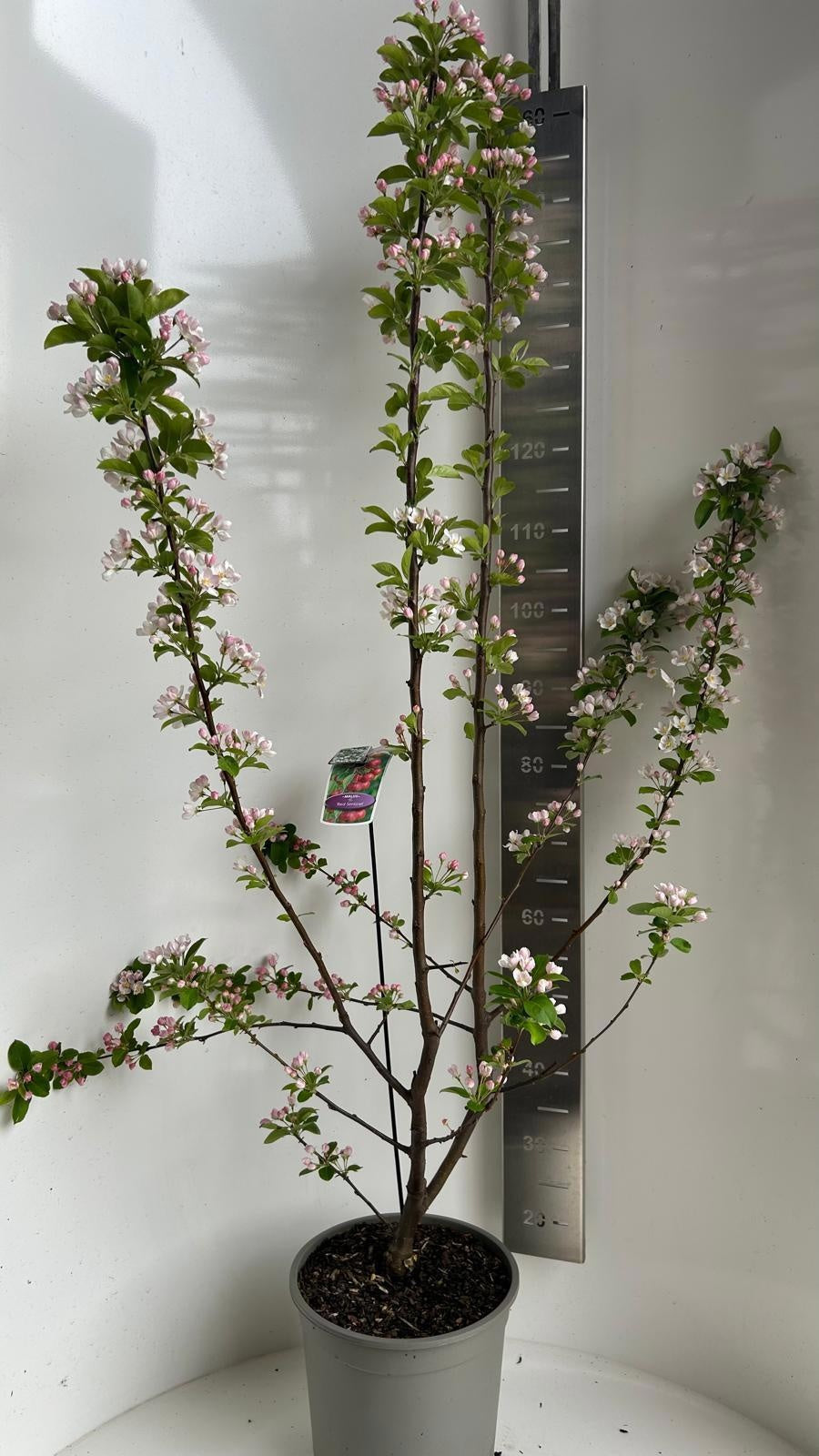 Malus Red Sentinel 110cm 29cm Pot