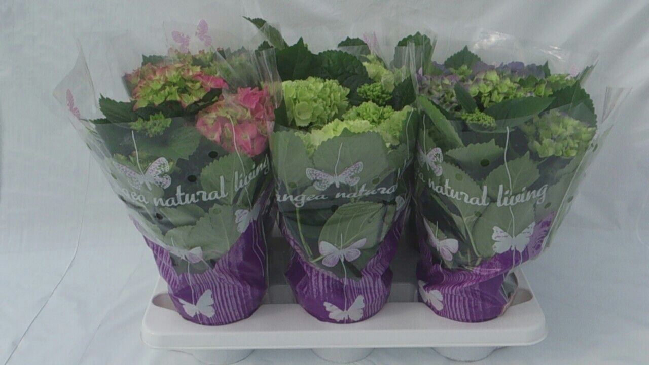 Tilburg, Mts. Van Hydrangea macrophylla mix Pack of 1