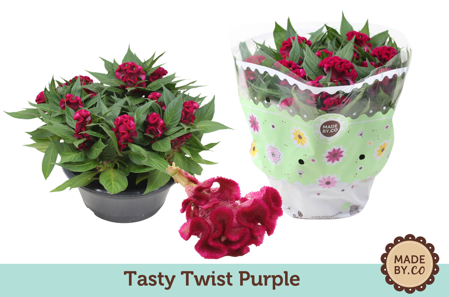Celosia Twisted Purple 25cm 23cm Pot