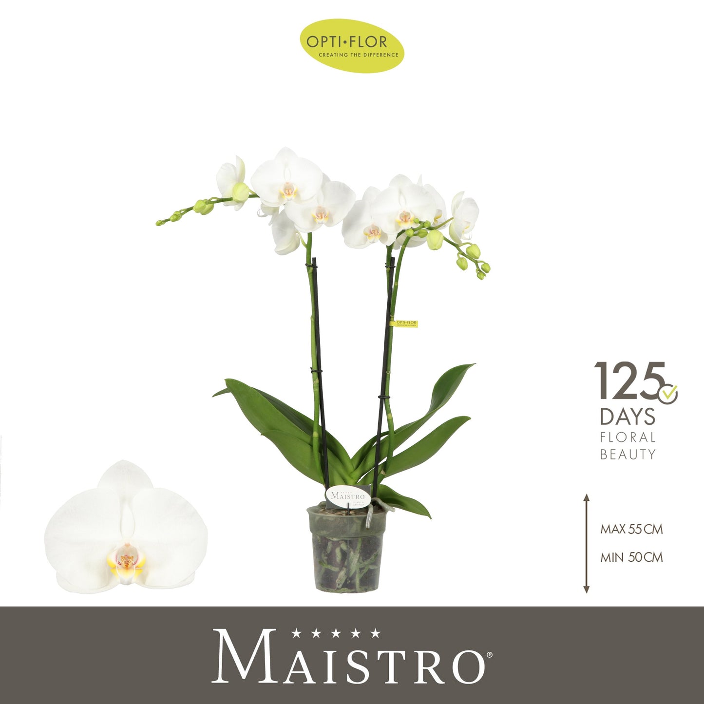 Phalaenopsis Maistro Mozart 50cm 12cm Pot
