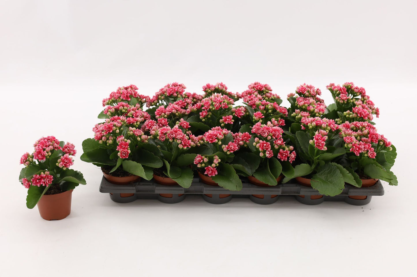 Vilosa Kalanchoe Weaver Bicolor Pack of 18