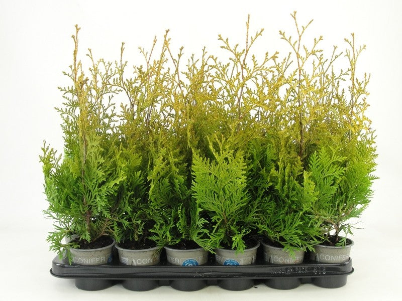 Thuja occidentalis 30cm 9cm Pot