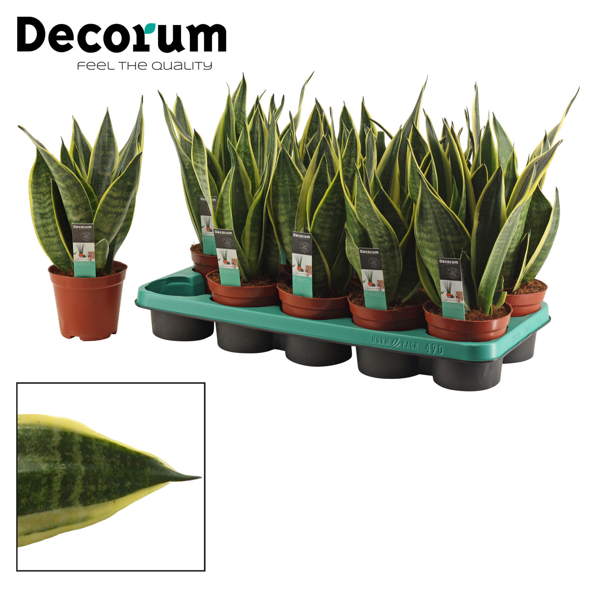 Sansevieria Canary 30cm 12cm Pot