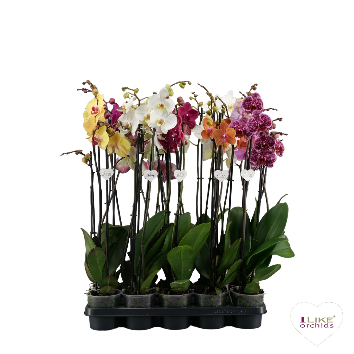 Levoplant BV Phalaenopsis Hybrid Pack of 10