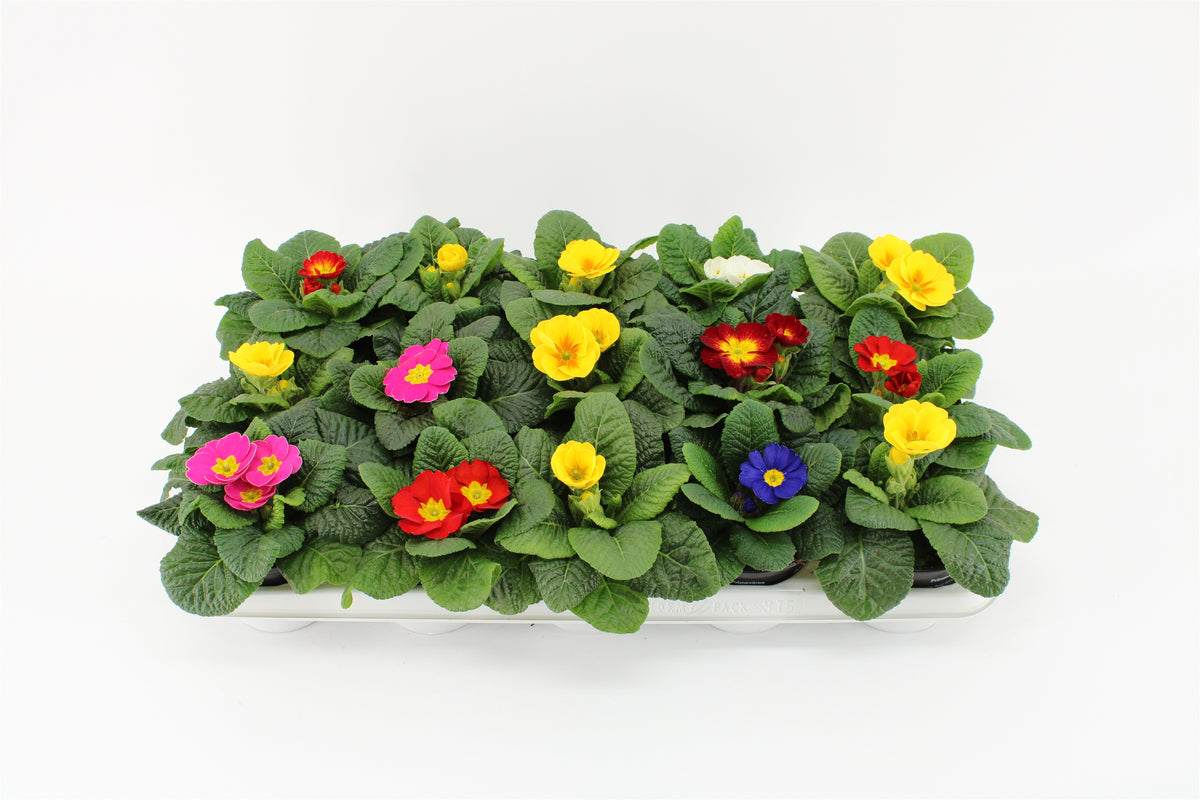 Primula acaulis mix 15cm 10.5cm Pot