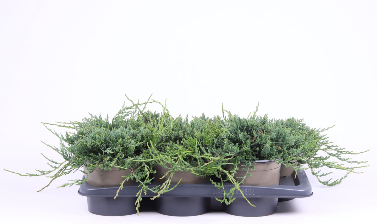 Juniperus Wiltonii 30cm 17cm Pot