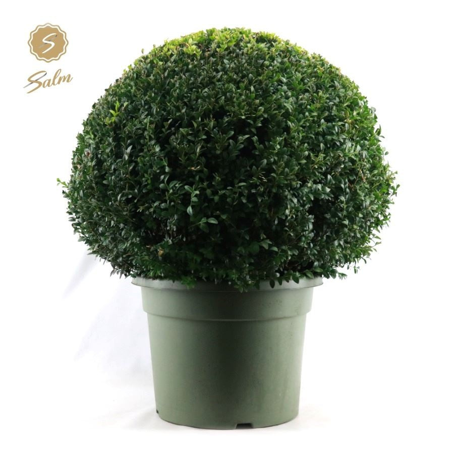 Buxus sempervirens ball Ø 75 95cm 45cm Pot