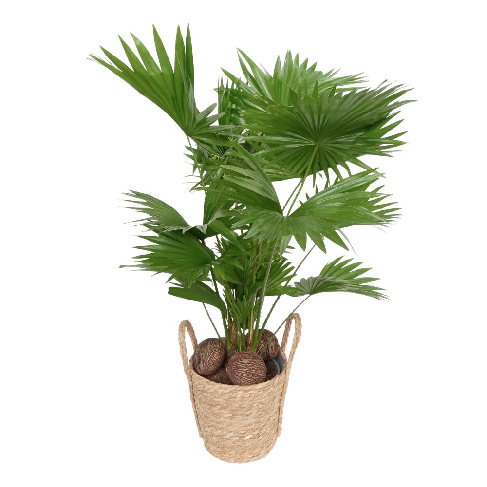 livistona-rotundifolia-85cm-21cm-pot