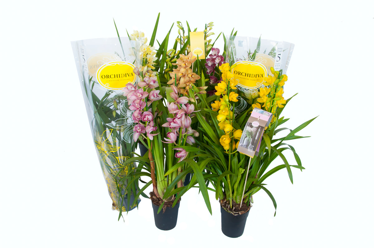 Cymbidium mix 85cm 14cm Pot