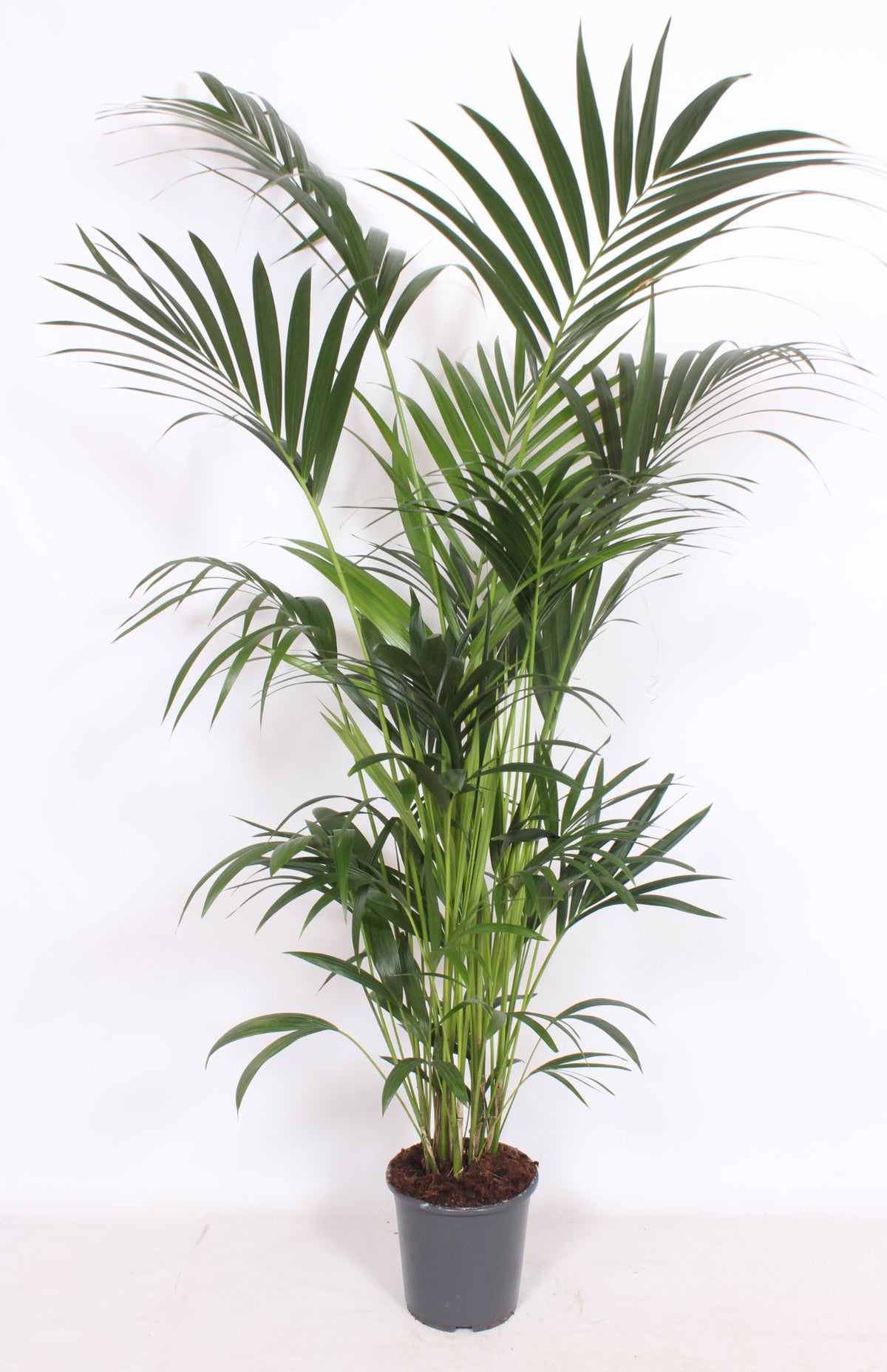 Howea forsteriana 170cm 27cm Pot