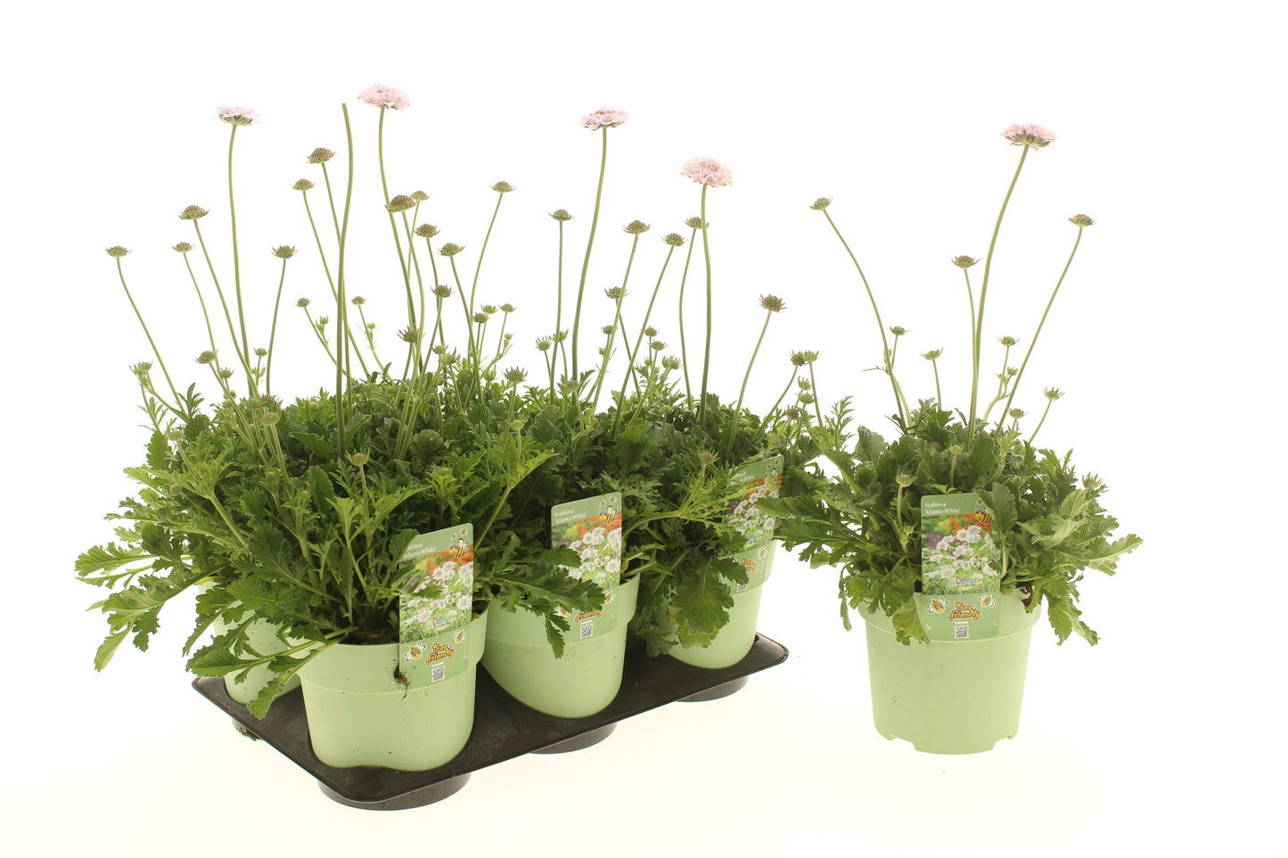 Scabiosa Incisa Kudo White 15cm 15cm Pot