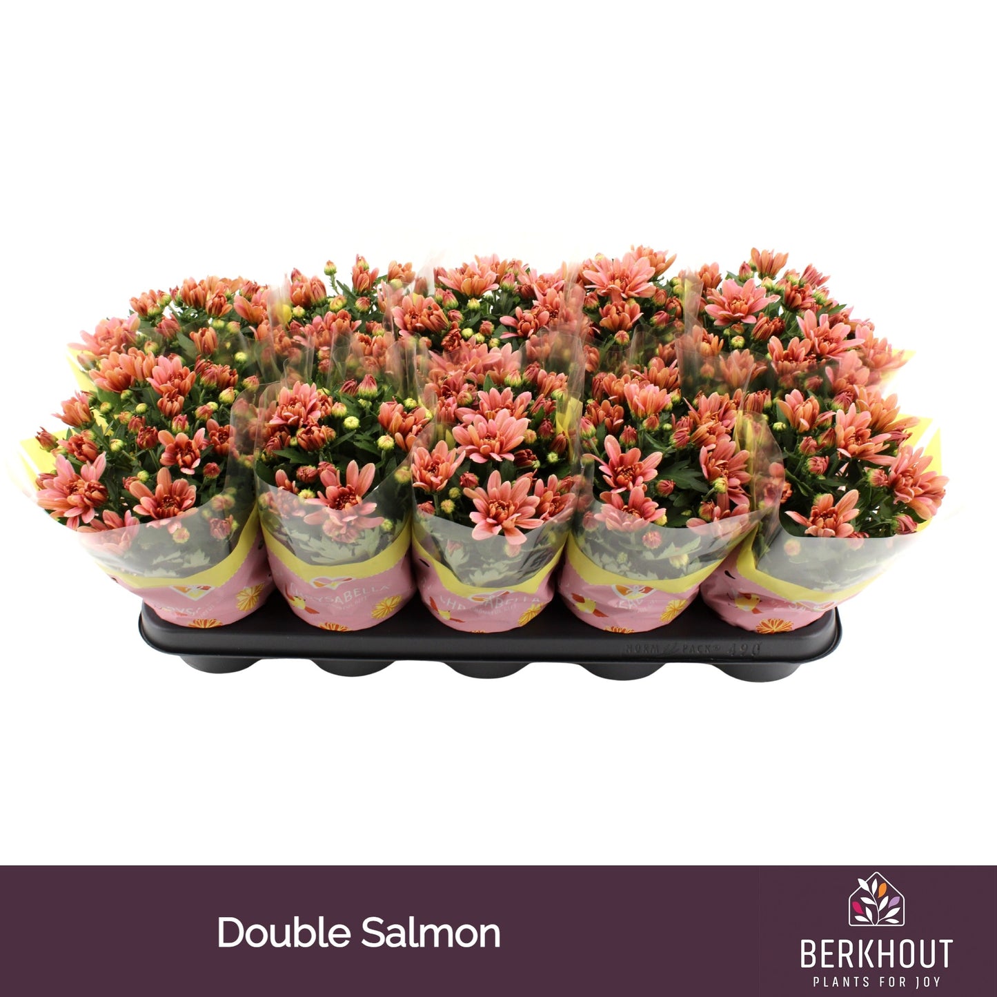 Chrysanthemum Dynamic Salmon 23cm 12cm Pot