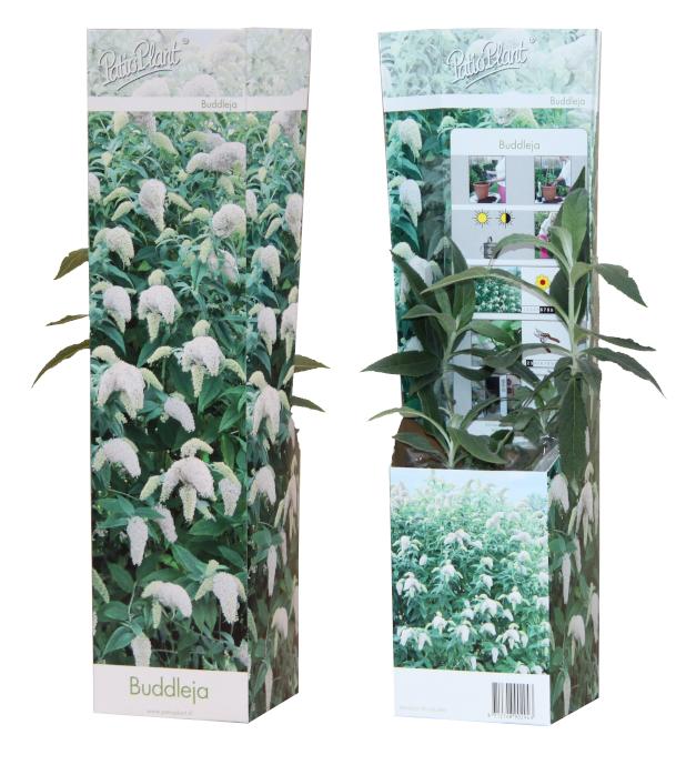 Valk BV Patioplant Buddleja davidii White Profusion Pack of 12