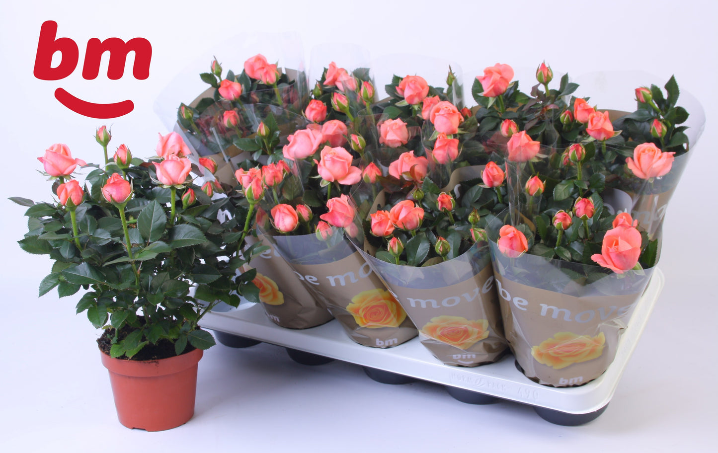 Rosa Beau Monde Candy 28cm 12cm Pot
