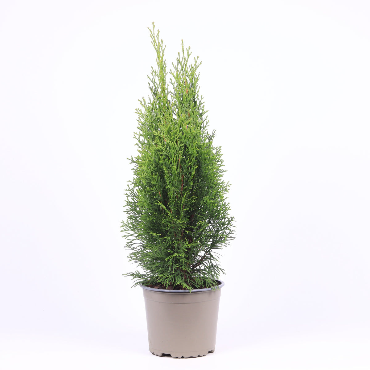 Thuja occidentalis Smaragd 55cm 17cm Pot