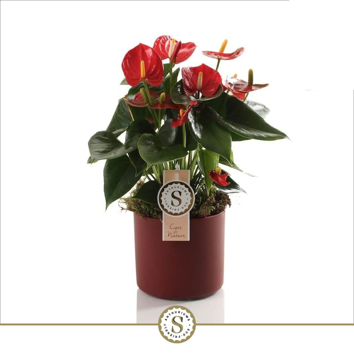 Anthurium Red Champion 40cm 12cm Pot