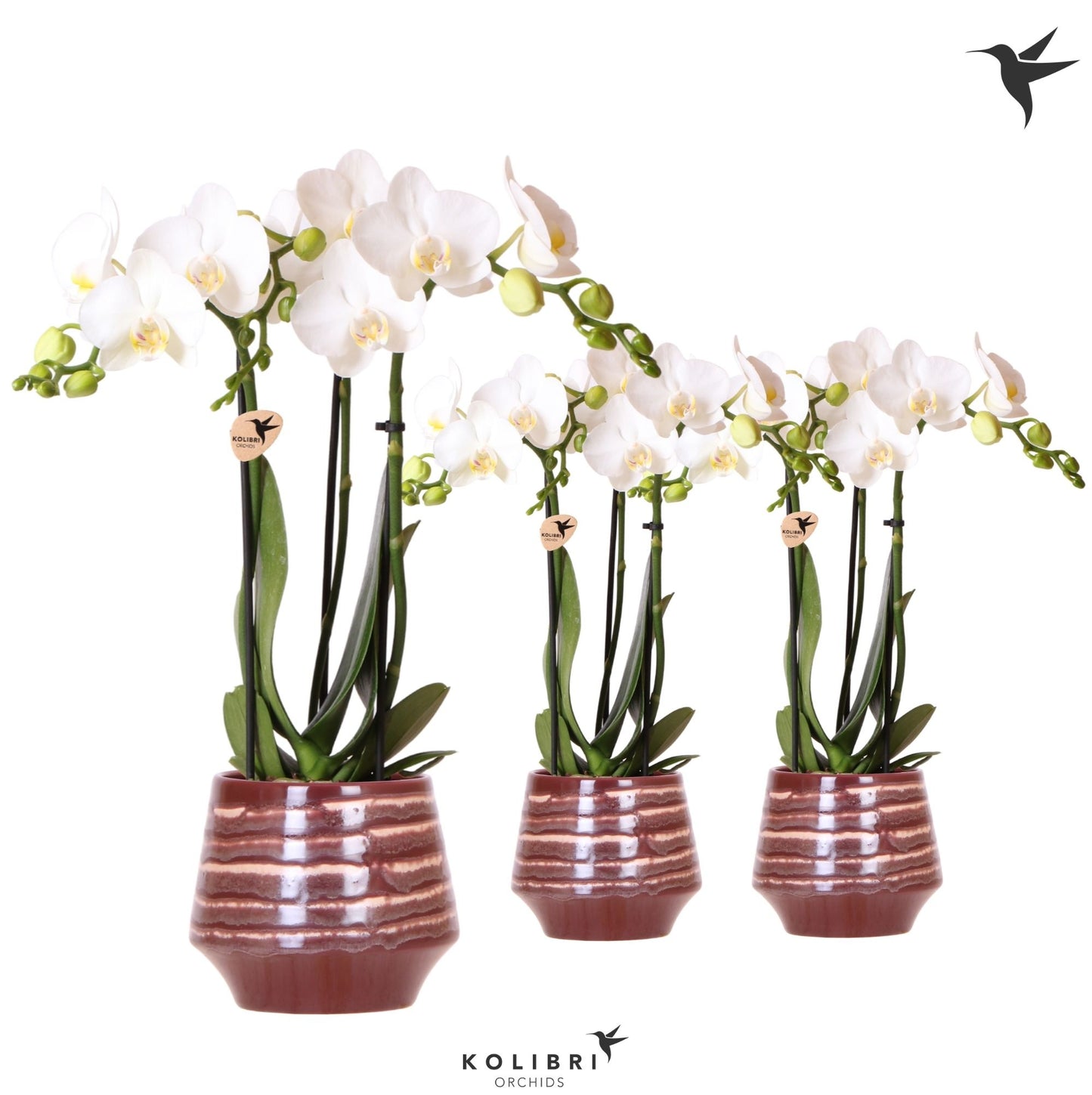 Kolibri Orchids Phalaenopsis white 3 spike in Moonstone pot red 40cm 9cm Pot