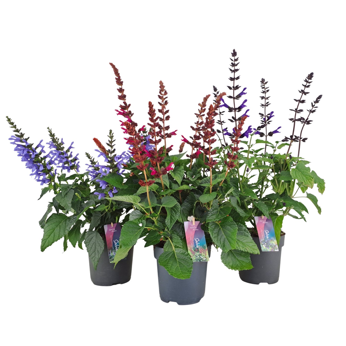 Salvia Salgoon mix 50cm 17cm Pot