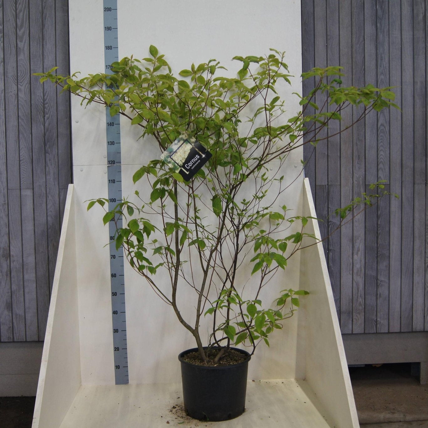 Cornus controversa 150cm 40cm Pot