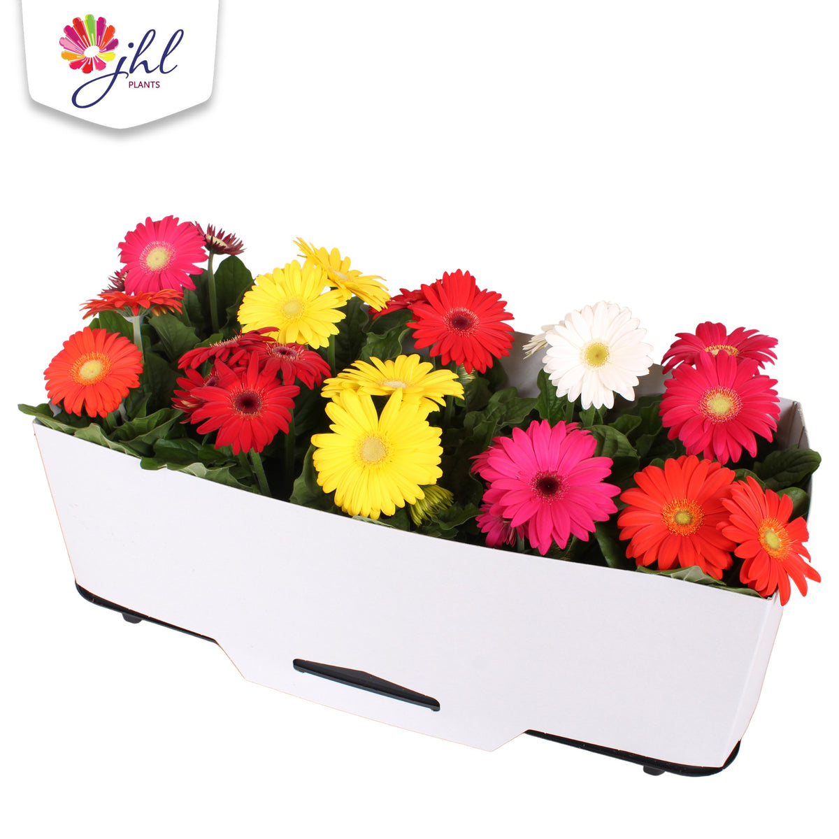 Gerbera Colourgame mix 30cm 12cm Pot