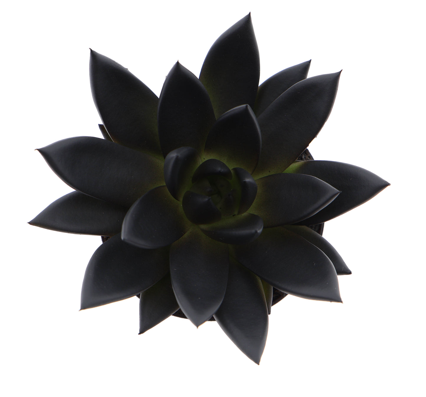 Rainbow deep black 10cm Special Pot (508)