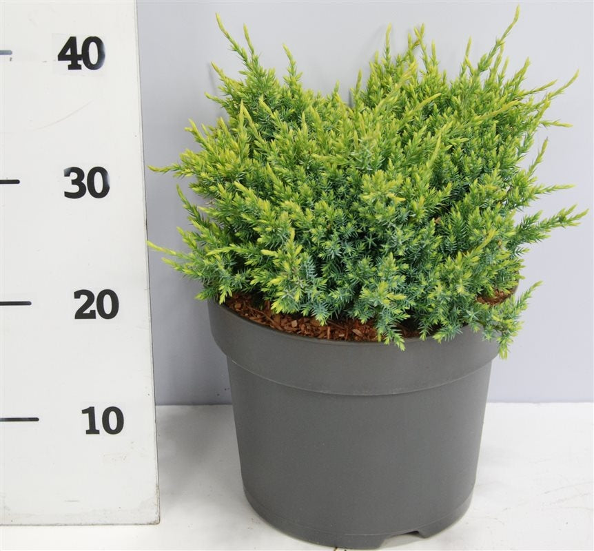 Bloemenkampen BV, Hkw. de Juniperus Holger Pack of 1