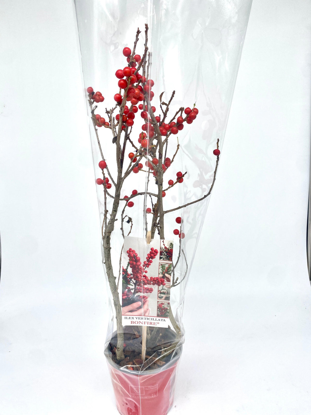 Ilex verticillata 60cm 12cm Pot