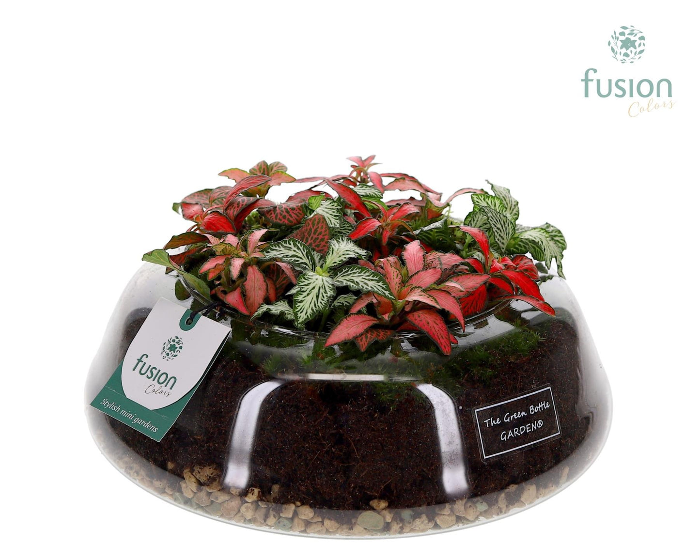 Fusioncolors BV Green Bottle Christel Large met Fittonia Arrangement Pack of 2