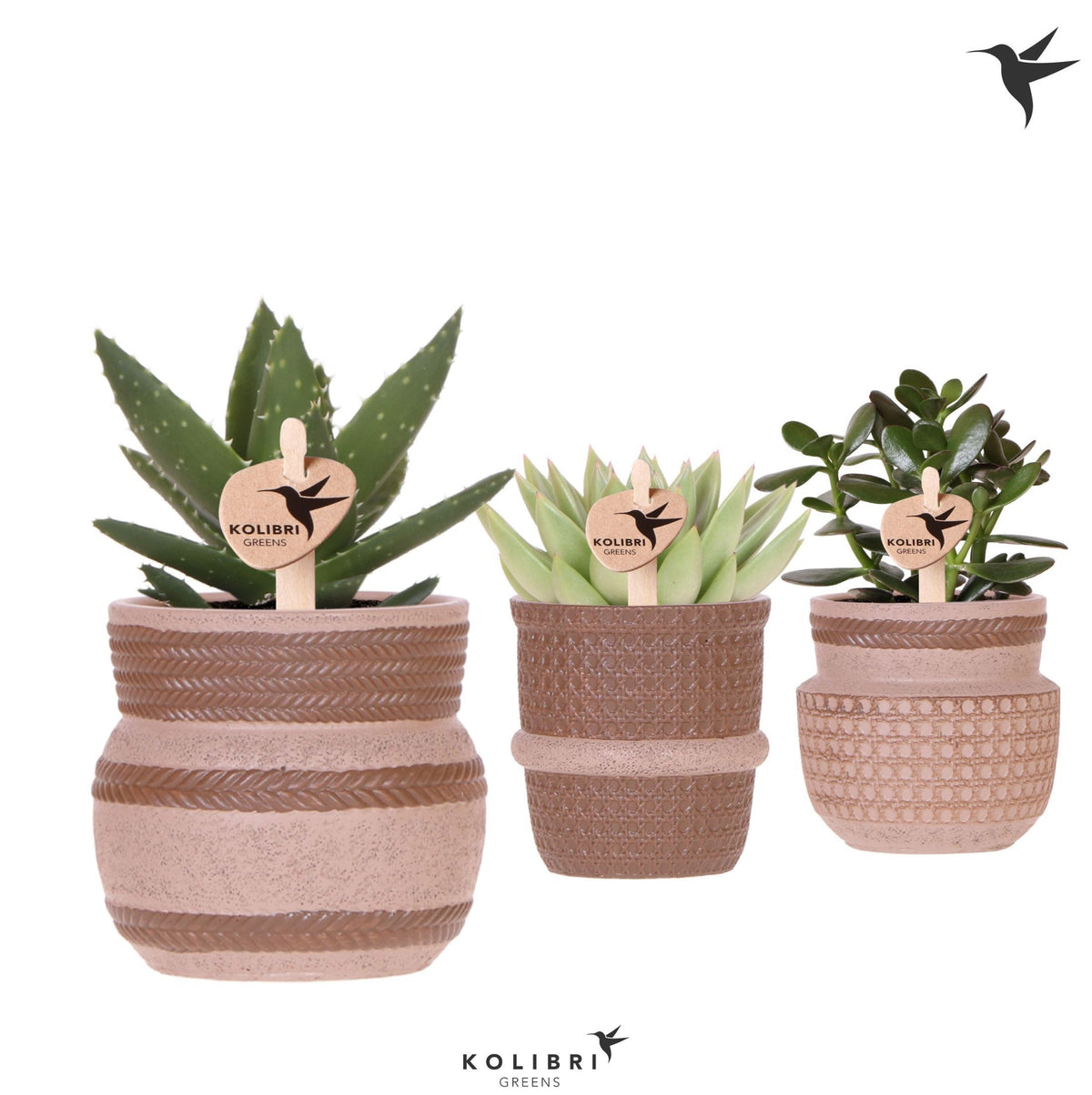 Succulent mix 20cm 9cm Pot