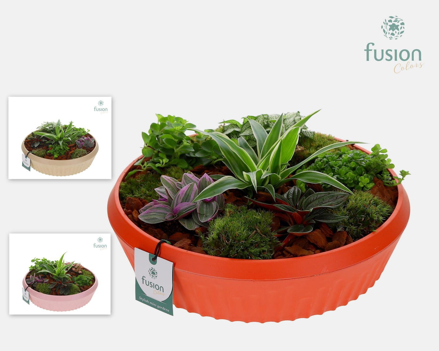 Biologisch afbreekbare schaal Large met Arrangement 15cm 30cm Pot
