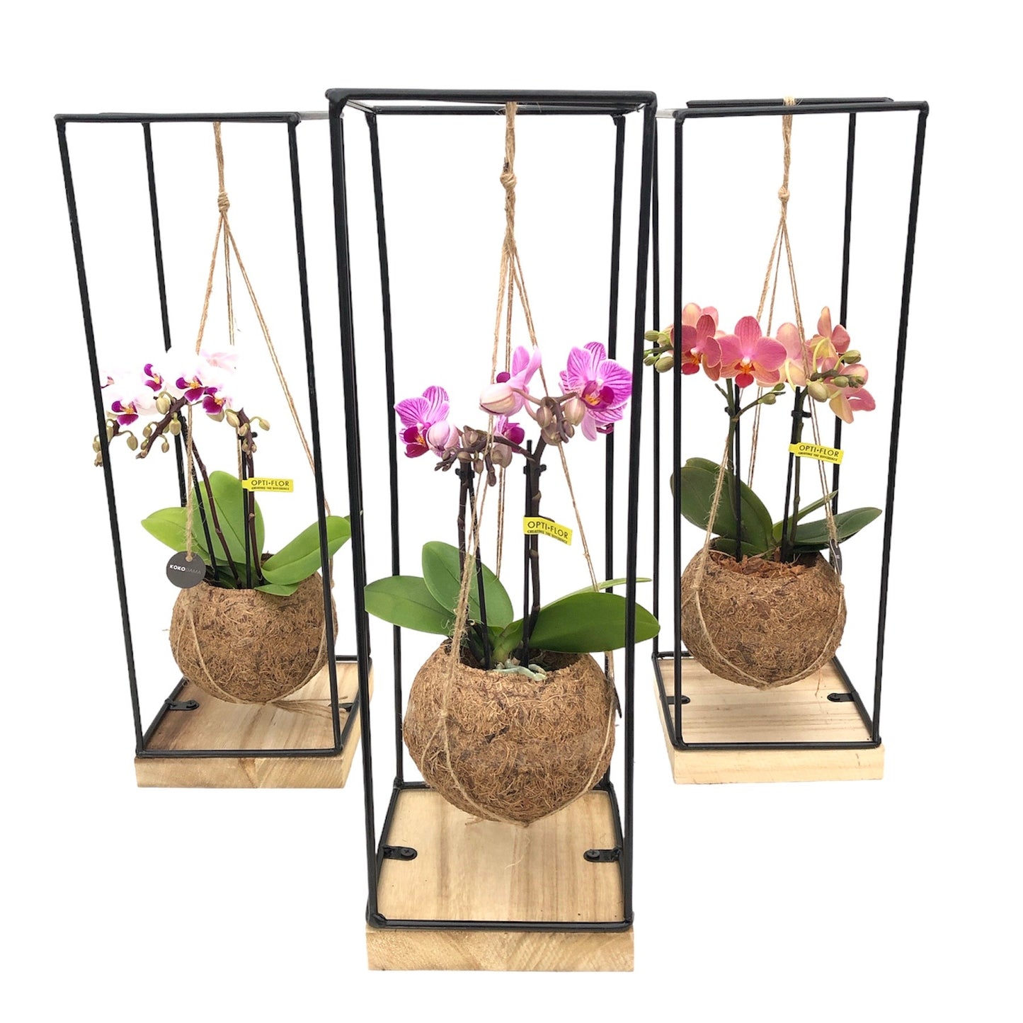Kokodama Industrial Wood Frame Orchidee 25cm 15cm Pot
