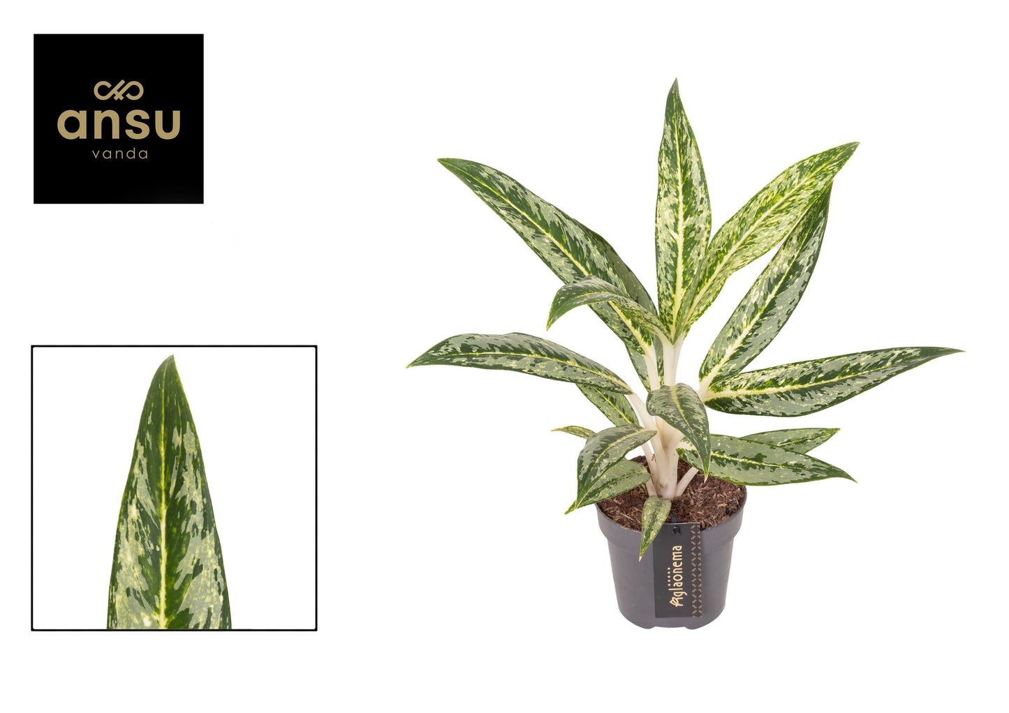 Ansu Aglaonema Matcha Lemon Pack of 10