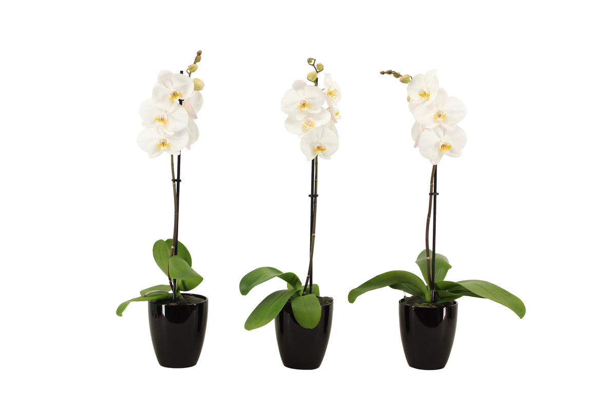 Phalaenopsis white 60cm 12cm Pot