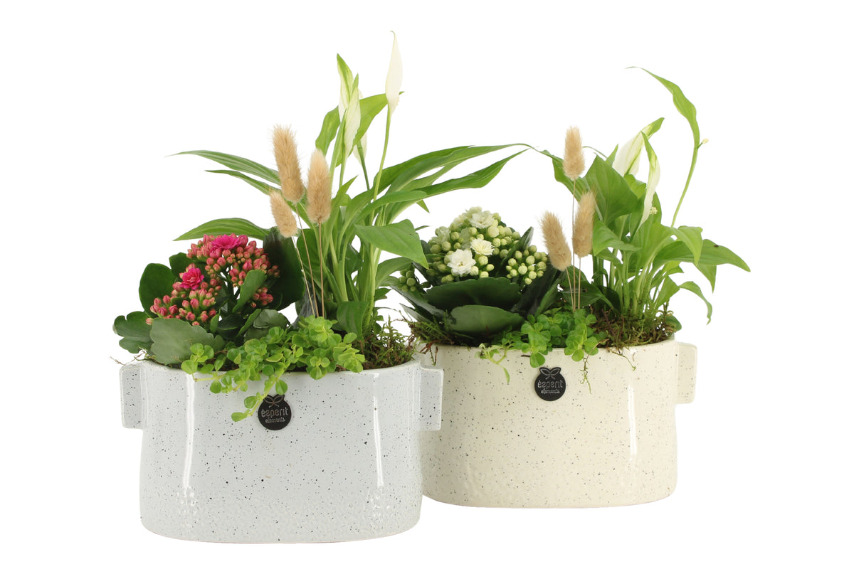 Indoor arrangement 30cm 17cm Pot