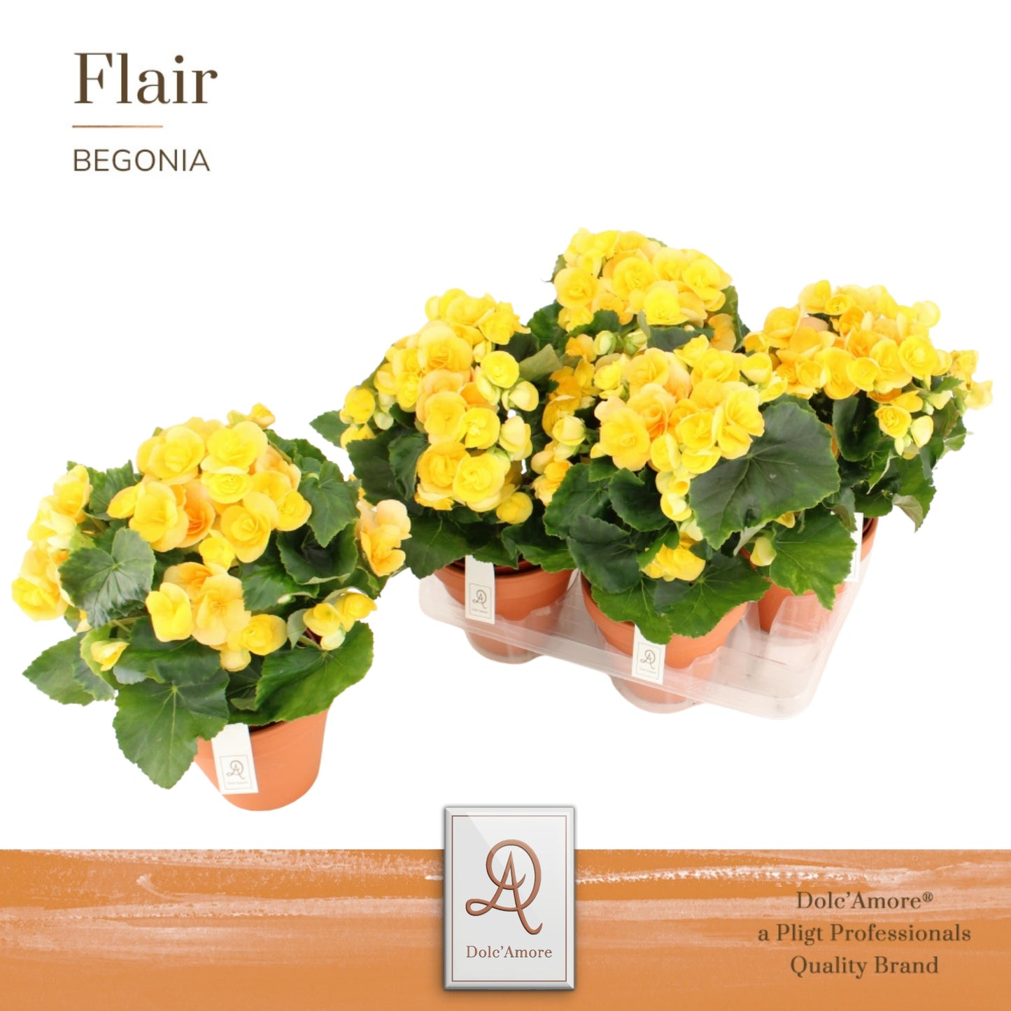 Pligt Professionals BV Begonia el. Nadine Pack of 4