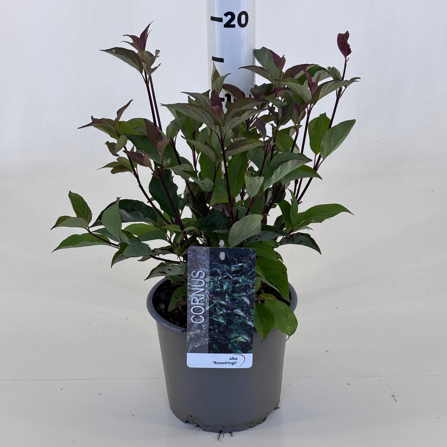 Cornus alba Kesselringii 35cm 19cm Pot