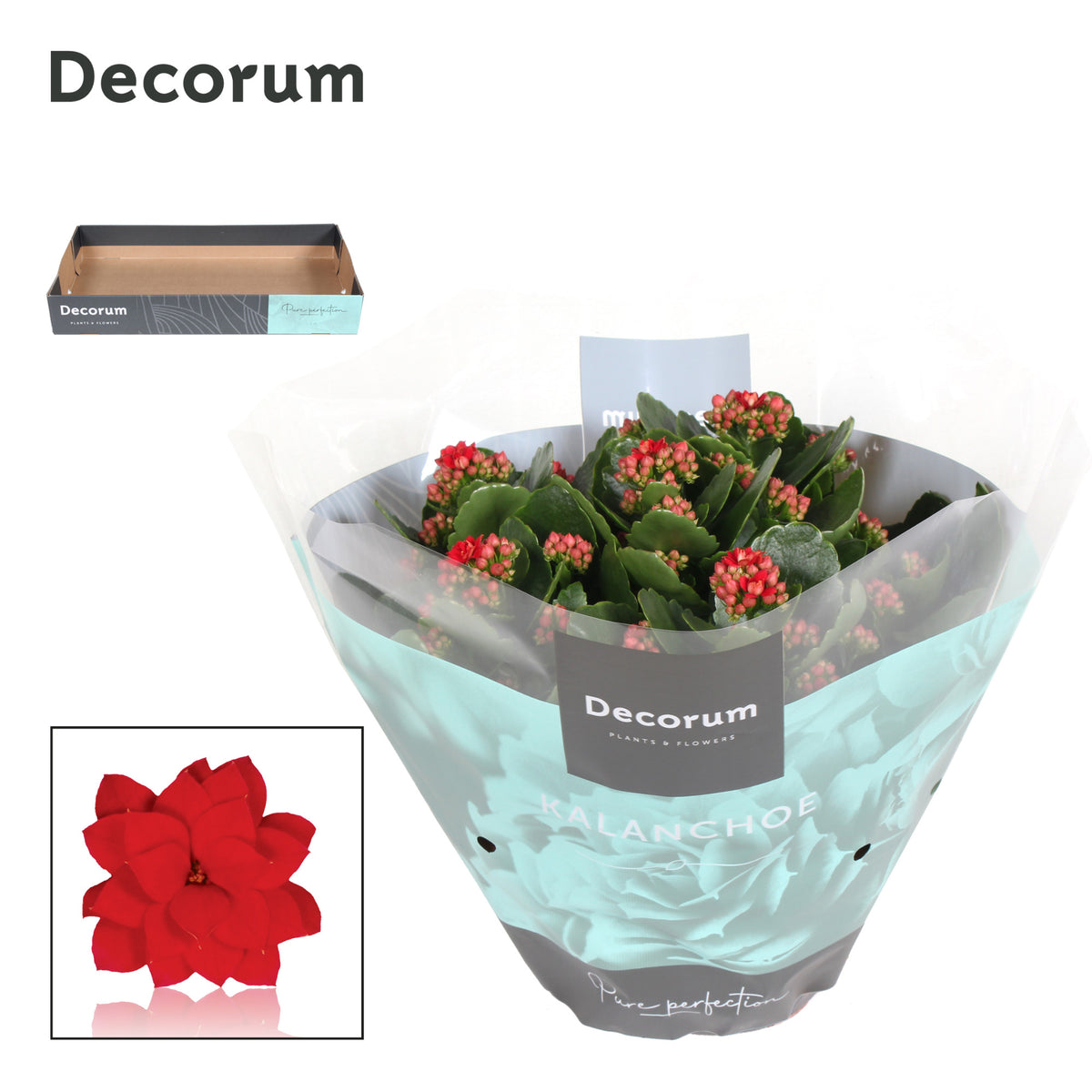 SlijkermanKalanchoe Kalanchoe red decorum Pack of 3