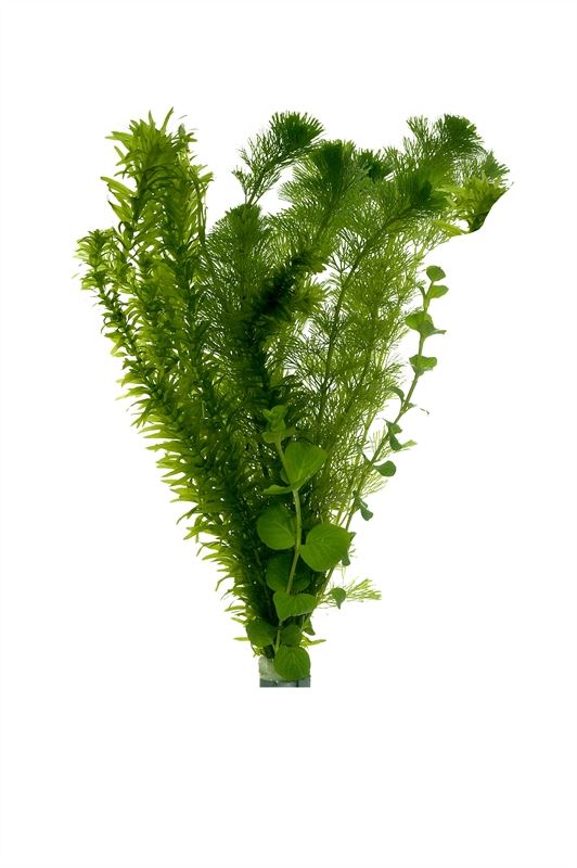 Waterplkw R. Moerings Elodea canadensis Pack of 8