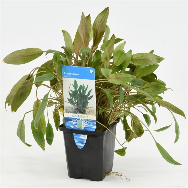 Cryptocoryne beckettii 15cm 9cm Pot