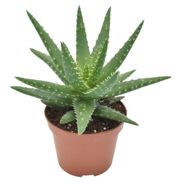 Aloe Safari Kerio 15cm 510cm Pot